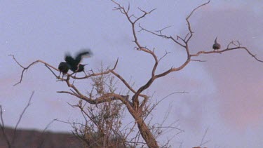 crows fly to waterhole with foal carcass