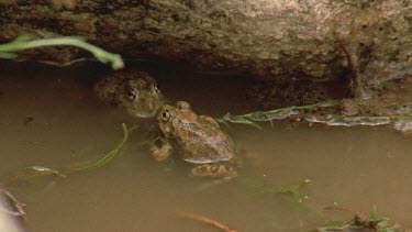 two frogs in water, one hops out of frame