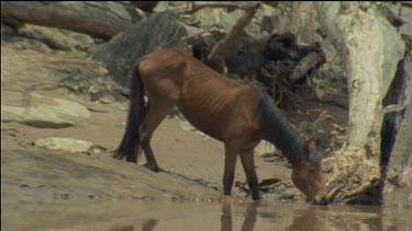 zoom out, brumby drinking at waterhole