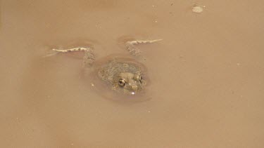 two frogs play in water