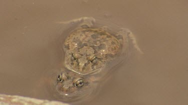 fat frog lies in water