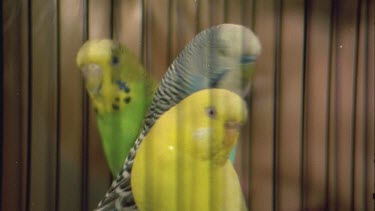 three budgies sitting in a cage finches in a cage