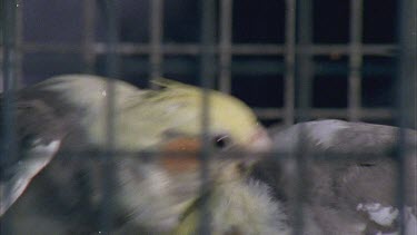 Parrots in cage Budgie in cage drinking from a bowl Budgies in a cage