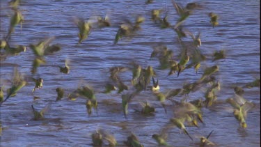 flock of budgies flying just above water and drinking numerous budgies landing and drinking by waters edge