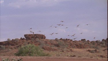 Flock of pigeons landing beside water flock of birds in flight