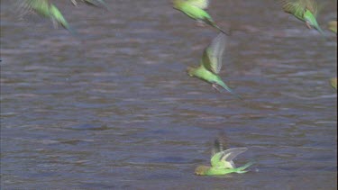Budgies drinking  flying away from water