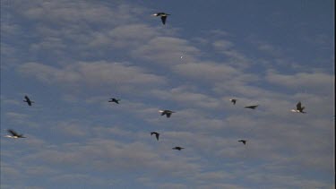 birds in flight, background of blue cloudy skies flying over lake Gregory