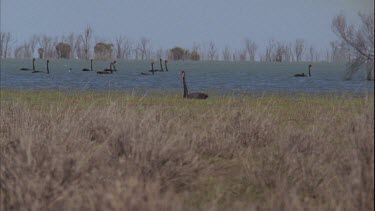 Group of Black swans swimming on lake