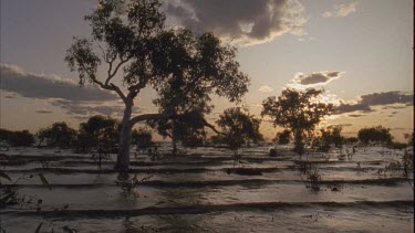 tree, with small waves flowing past