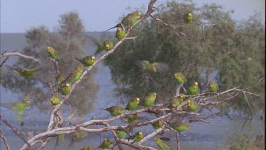 numerous budgies perched on branches