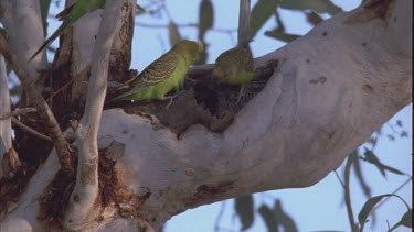 two budgies near a hole in a tree branch