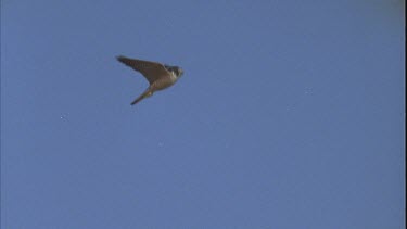 falcon flying attacking budgie in flight