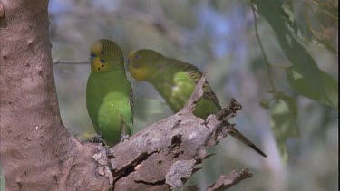 Two budgies perched on tree