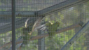 budgies in cage landing on perch