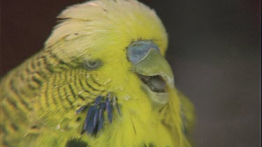 budgies head being stroked by fingers