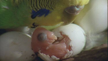 partially hatched budgie chick with mother