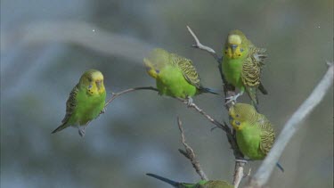 budgies flying off branch