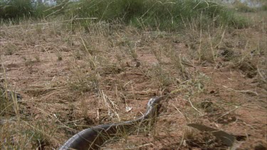 tracking shot of snake slithering on ground