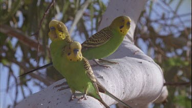 budgies perched on thick white branch, one flies away