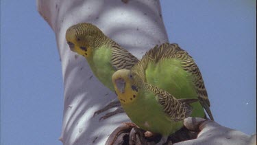 budgies perched on branch