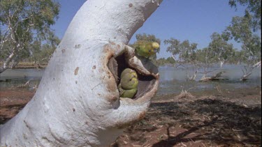 budgie feeds chick who sticks its head out of hollow