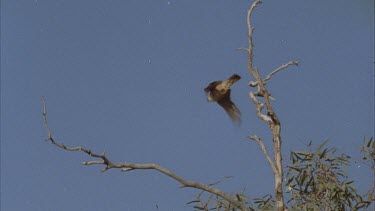 bird of prey takes off from branch