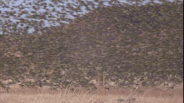 flock of budgies in flight