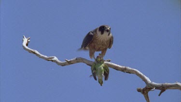 falcon eating budgie while perched on branch