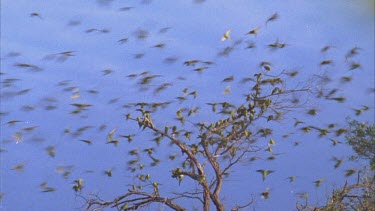 Flock of budgies landing on a dead tree