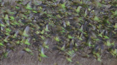 slomo flock of budgies taking off and flying