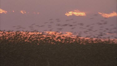 flock of budgies take off in sunset