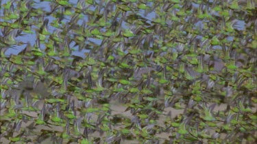 slomo flock of budgies in flight
