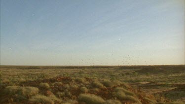 budgies fly over plains