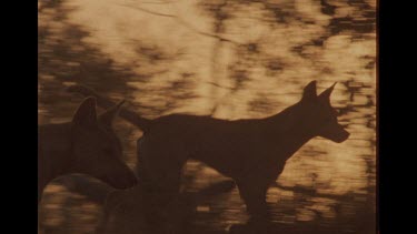Two Dingoes Walking Through Forest.