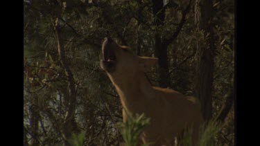 Dingo Howling