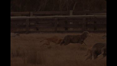 Two Dingo Attacking Sheep