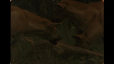 Pack Of Dingo Eating Carcass Of A Kangaroo