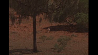 Dingo In The Outback
