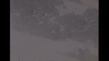 Dingo In The Snow