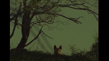 Dingo Pops Up From Behind Mound