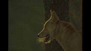 Dingo Breathing In The Cold Morning Air