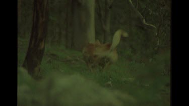 Dingo Chasing another Dingo