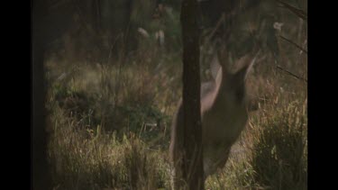 Wallaby Jumping Through The Bush