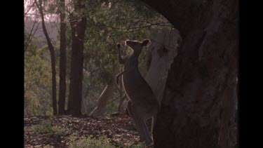 Kangaroo Eating berries From A Tree