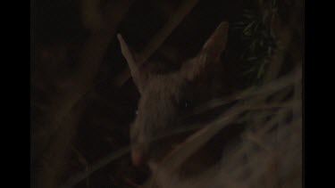 Close up of Bilby In Bush