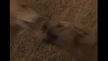 Dingo Dogs Fighting