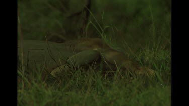 Dingo Relaxing In The Grass