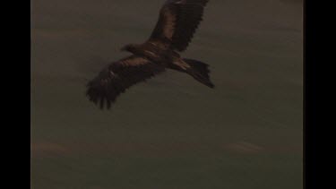 Wedge Tailed Eagle Spreading It's Wings