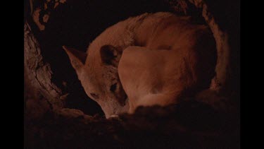 Dingo Resting In Lair