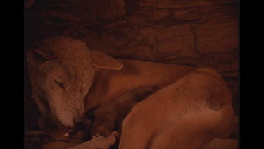 Dingo Mother And Babies In Lair